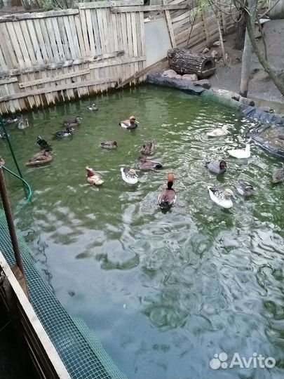 Лебеди,декоративные утки