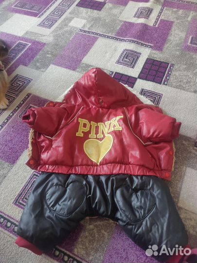 Одежда для собак