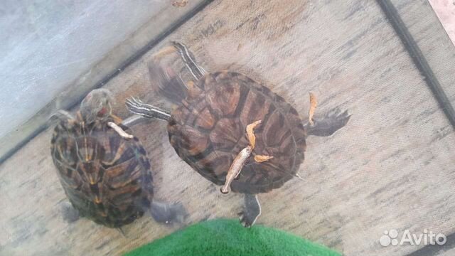 Красноухие черепахи 2 шт. с аквариумом