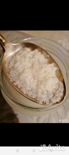 Кефирный молочный гриб