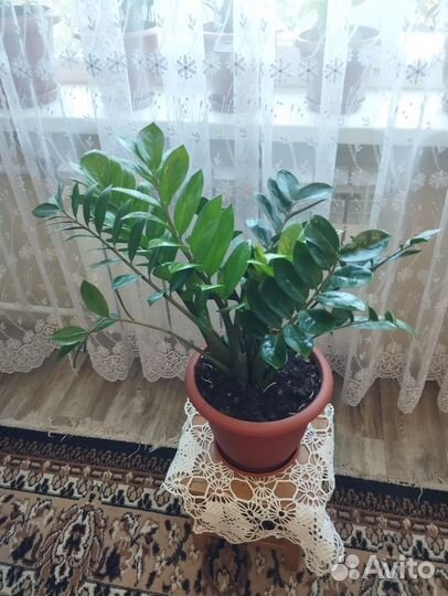 Замиокулькас