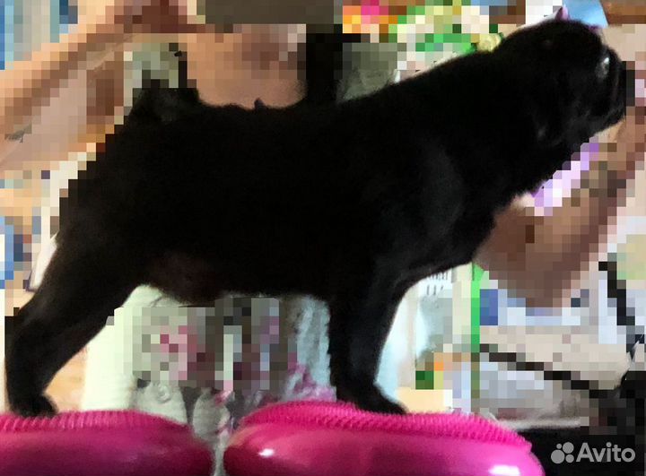 Кобель мопс для вязки с РКФ