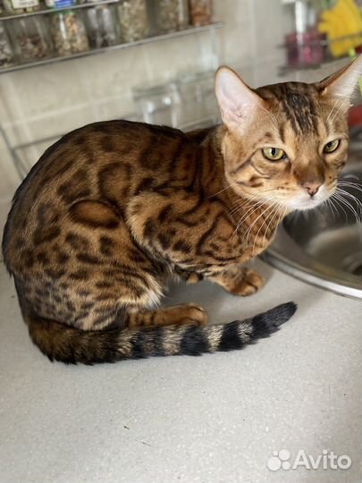 Бенгальский кот вязка