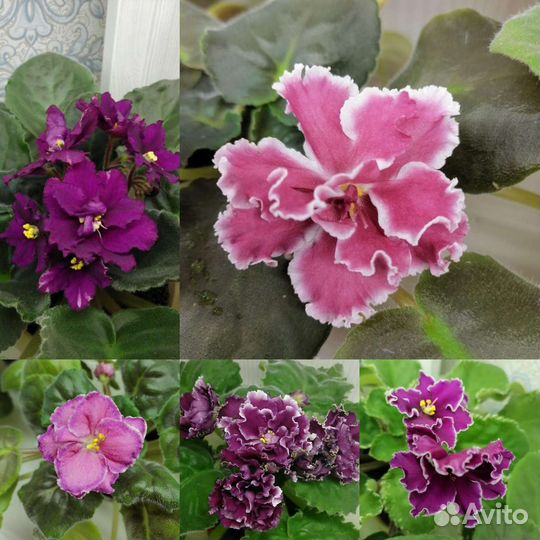 Фиалки, Глоксинии