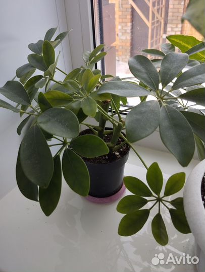 Шефлера, комнатный цветок