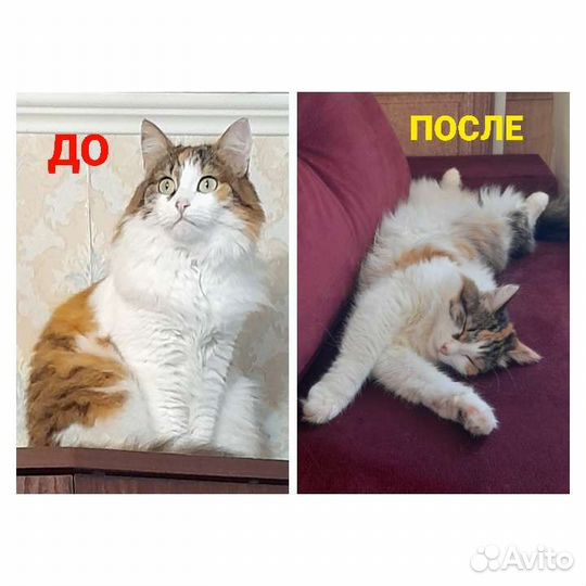 Передержка кошек и собак