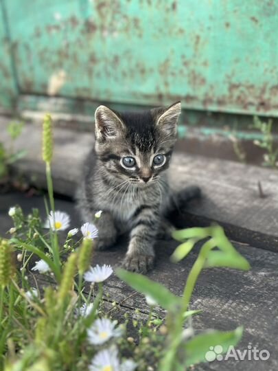 Котята в добрые руки бесплатно