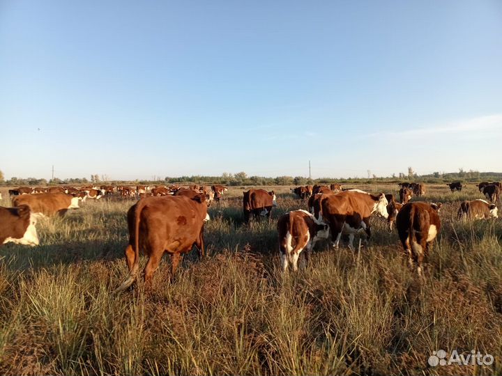 Бычки и телята