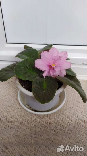 Фиалки цветущие в горшке