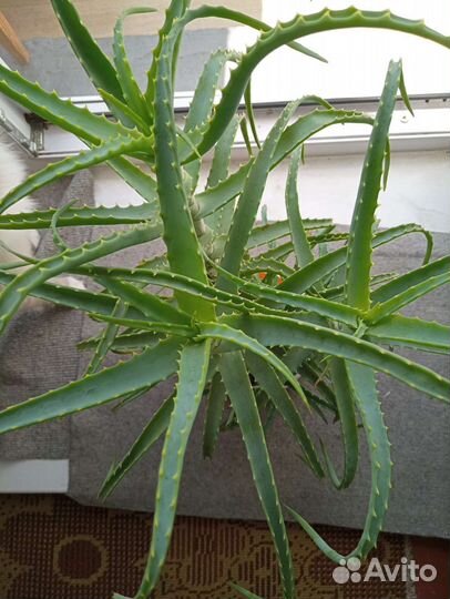 Алоэ 4 года.3 ствола