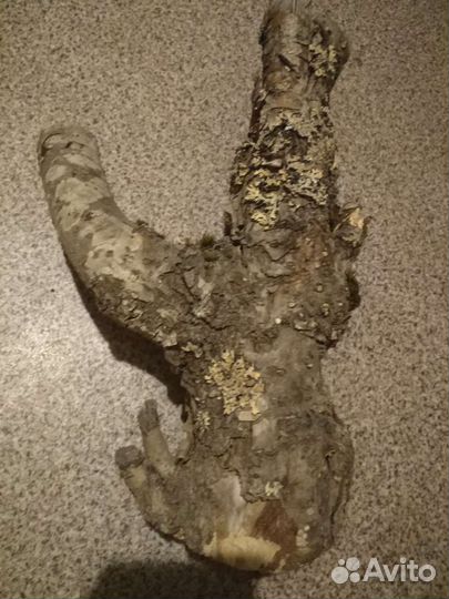 Сливовые ветки, замшелая древесина