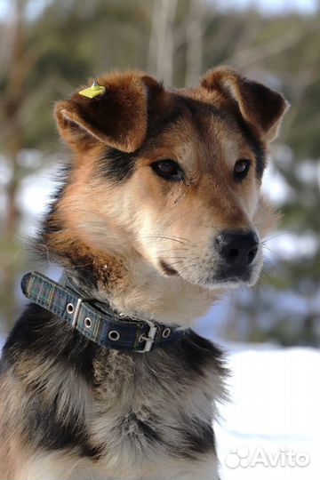 Собака Мухтар