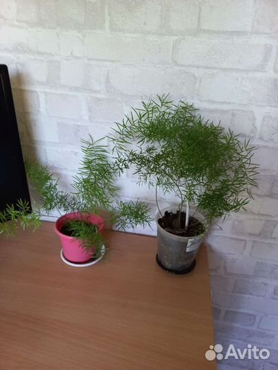 Аспарагус мейера