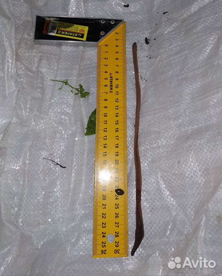 Червь выползок