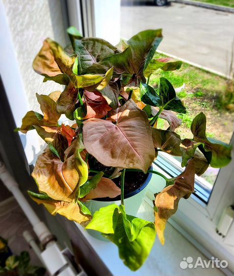 Сингониумы разные