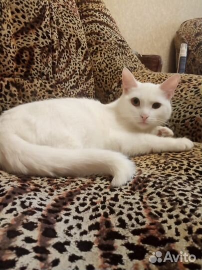 Отдам молодую кошку в хорошие руки