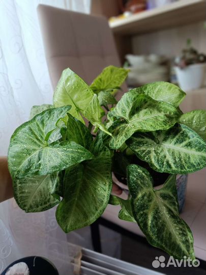 Сингониум Вайт Баттерфляй (White Butterfly)