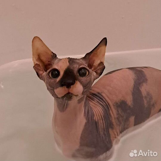 Котёнок Канадский сфинкс