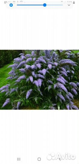 Редкие растения для сада