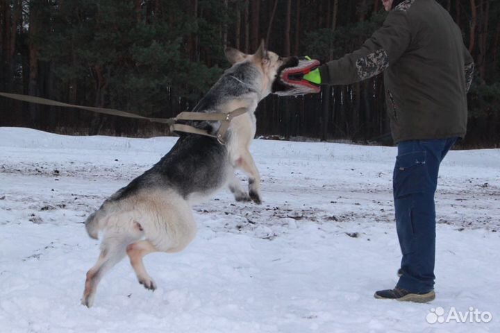 Щенки восточноевропейской овчарки