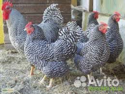 Куры молодки несушки