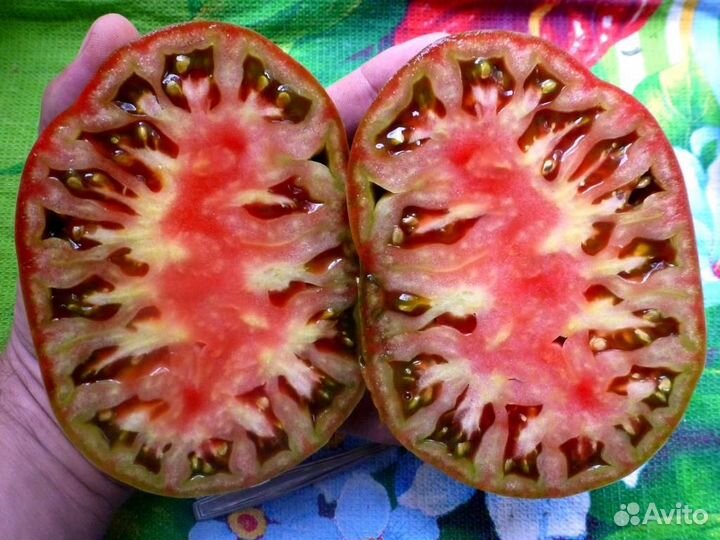 Семена коллекционных томатов