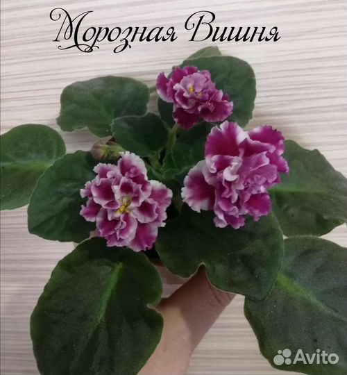 Узамбарская фиалка в ассортименте