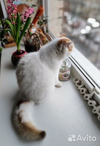 Шотланская полудлинношерстная кошка объявление продам