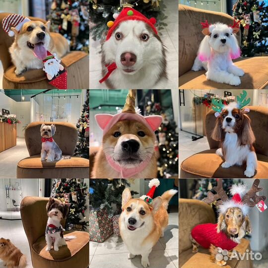 Груминг для собак и кошек