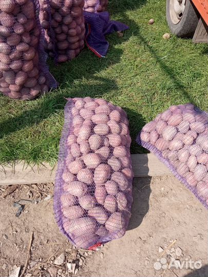 Продам картофель