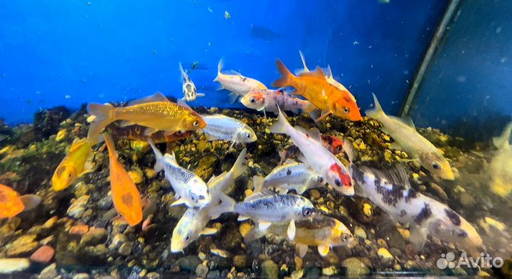 Карп кои в наличии