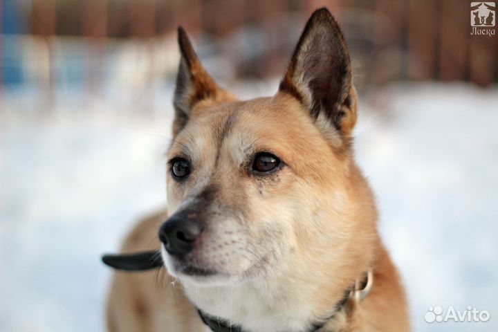 Вирга в добрые руки