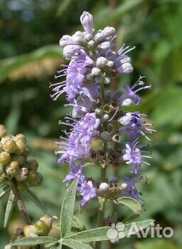 Индийский лук,гинкго мурайя витекс, банан Небраски