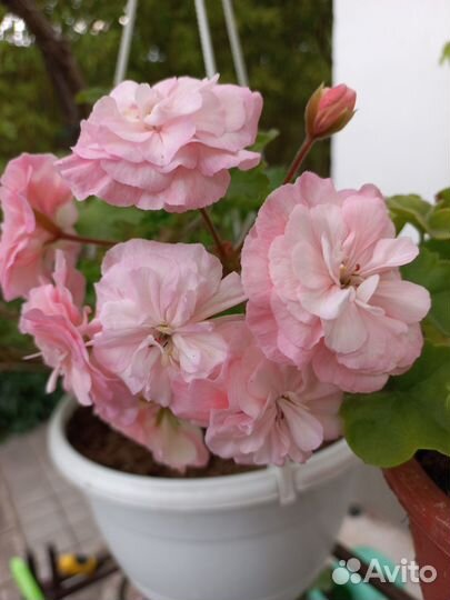 Сортовая Пеларгония 