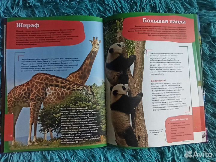 Энциклопедия для детей