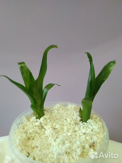 Вриезия,лимон