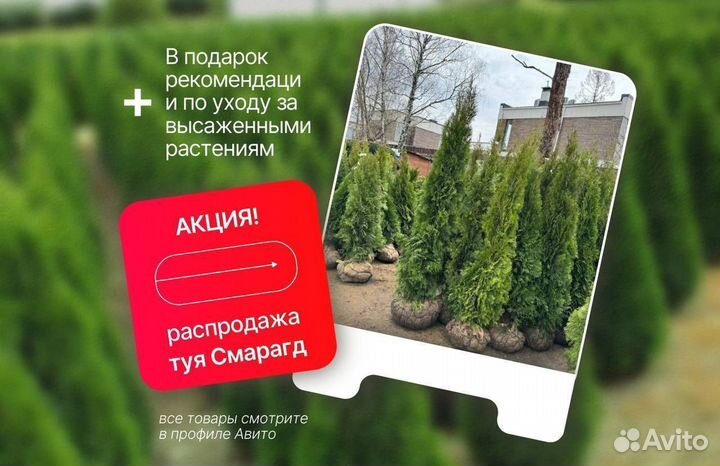 Туя Смарагд экстра качество