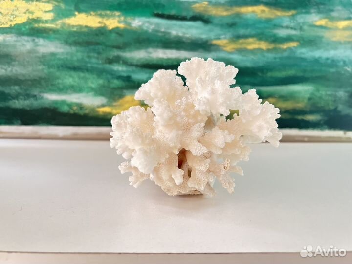 Коралл белый. Отличное состояние