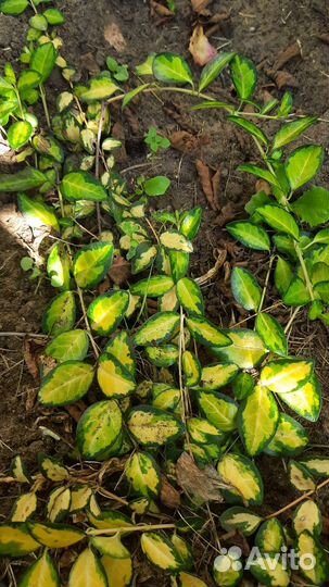 Барвинок minor illumination