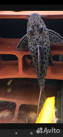 Номерные сомы L096 L024 L240.L Сомы