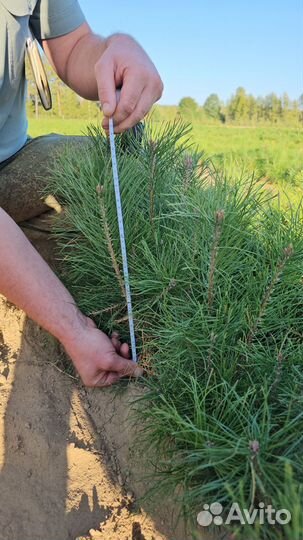 Саженцы ели окс