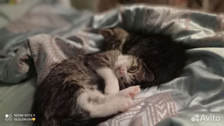 Котики-суетологи