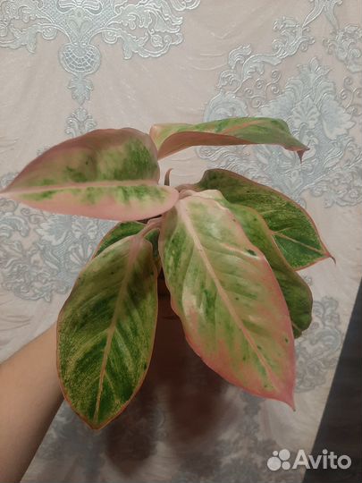 Аглаонемы в ассортименте