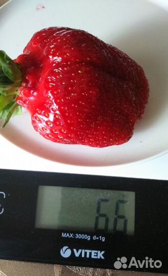 Растения из сада Александровых