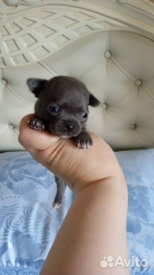 Длинношерстные чихуахуа