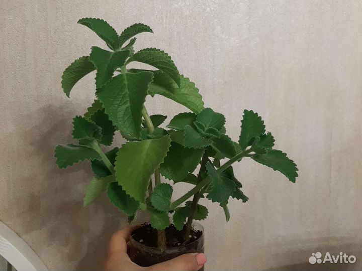 Плектрантус