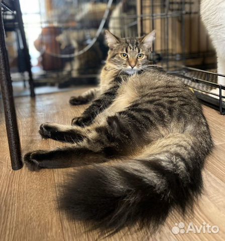 Глаша и Лара