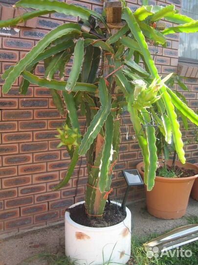 Питахайя (драконий фрукт)