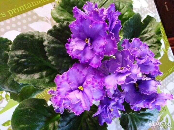 Сортовые фиалки