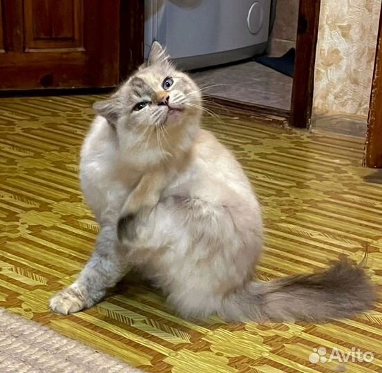 Маруся в дар